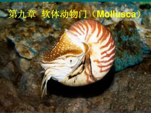 动物生物学 软体动物门