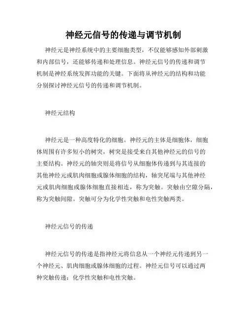 神经元信号的传递与调节机制
