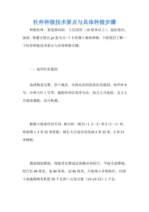杜仲种植技术要点与具体种植步骤