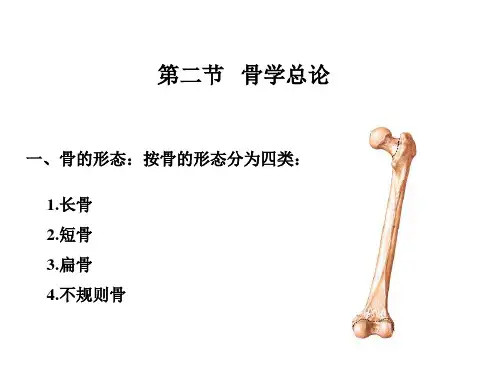 解剖学第二章运动系统ppt课件