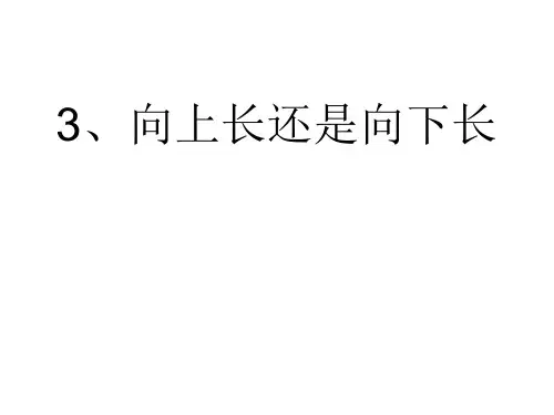 3、向上长还是向下长