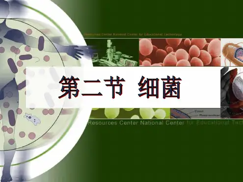 人教版初中生物2011课标版八年级上册第五单元第四章第二节 细菌共59张