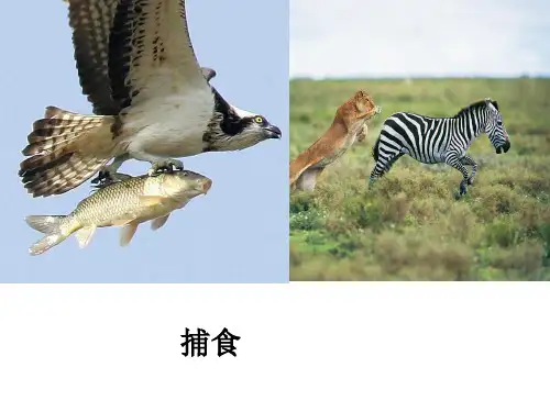 人教版生物八上5.2.1《动物的运动》实用经典课件(共38张PPT)