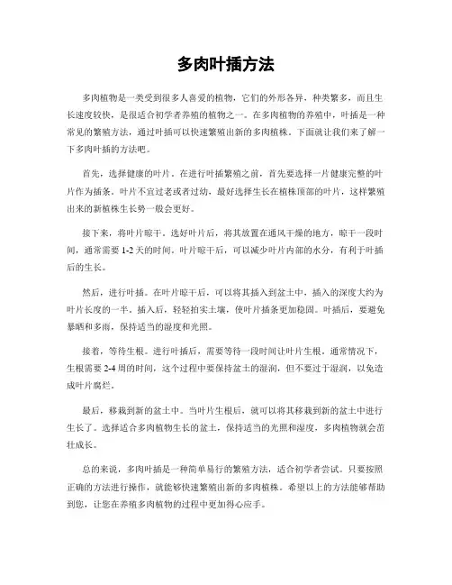 多肉叶插方法