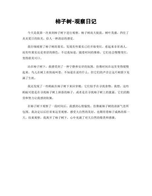 柿子树-观察日记