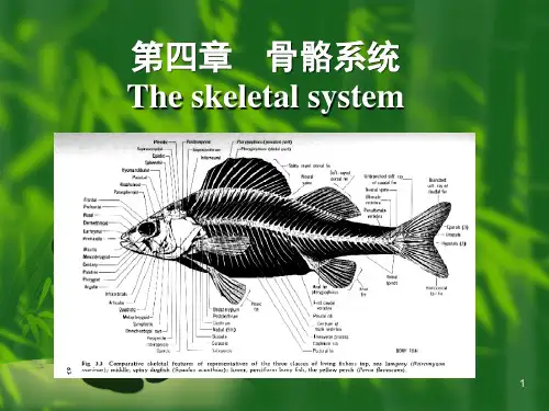 鱼类的骨骼