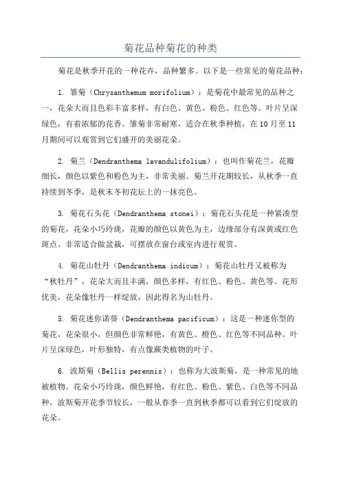菊花品种菊花的种类
