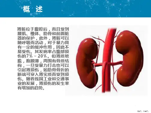 肾损伤PPT课件PPT19页
