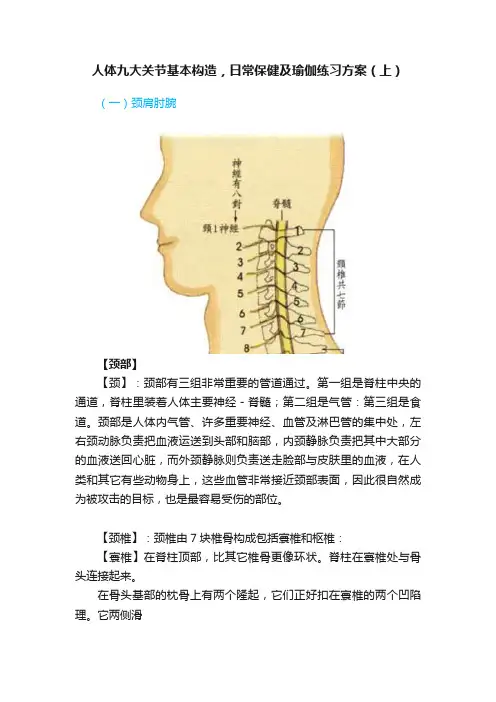 人体九大关节基本构造，日常保健及瑜伽练习方案（上）