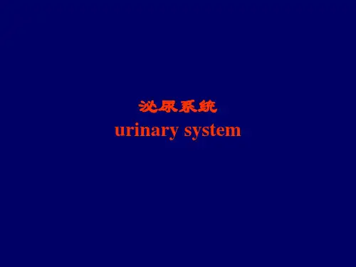 泌尿系统X线诊断