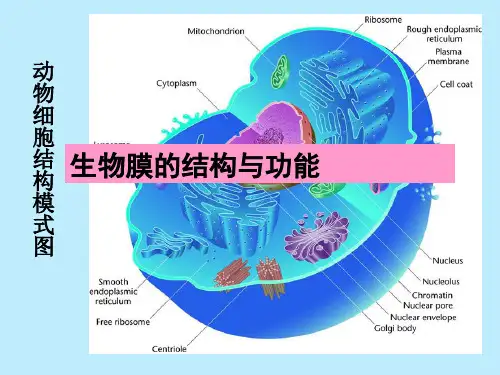 生物膜的结构与功能课件