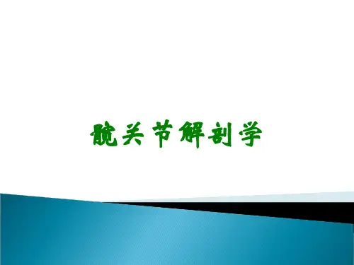髋关节解剖学