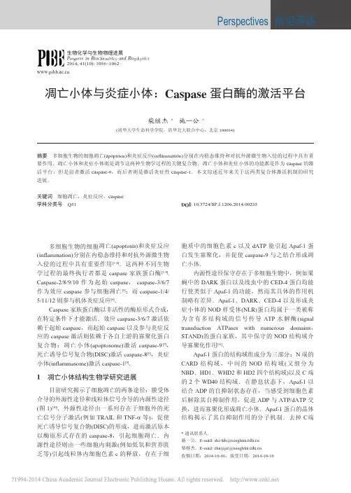凋亡小体与炎症小体_Caspase蛋白酶的激活平台_柴继杰