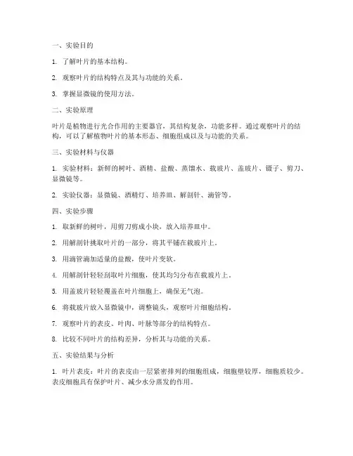 观察植物的叶实验报告