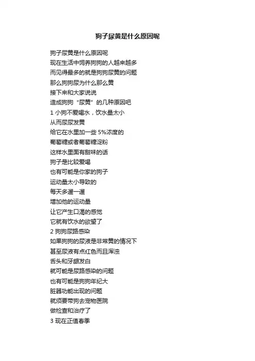 狗子尿黄是什么原因呢