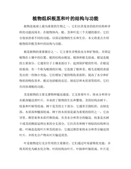 植物组织根茎和叶的结构与功能