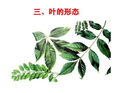 三、叶的形态