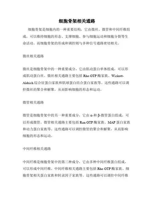 细胞骨架相关通路