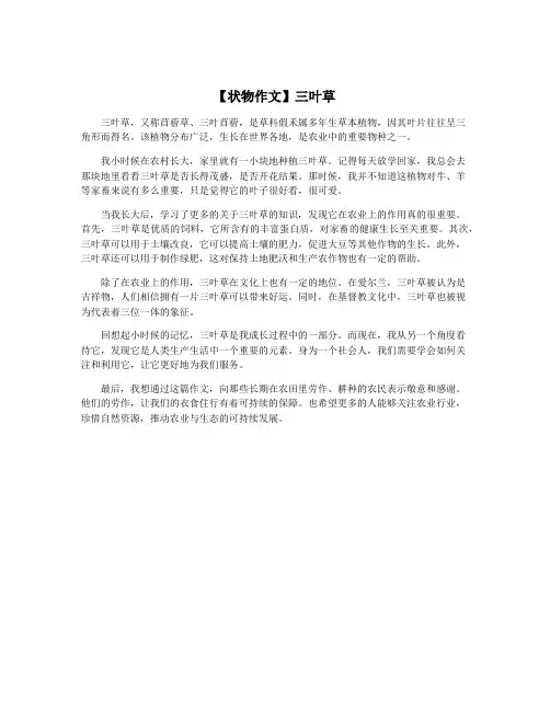 【状物作文】三叶草
