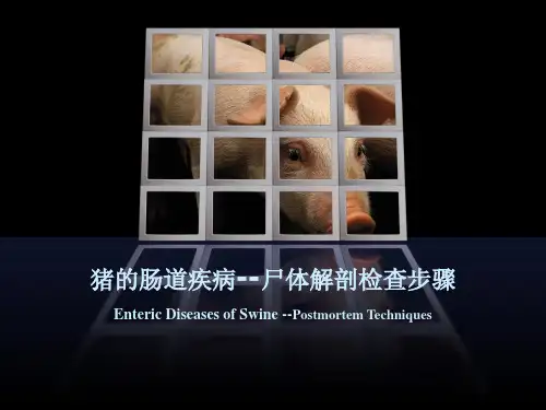 猪的肠道疾病--尸体解剖检查步骤
