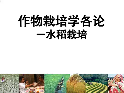 水稻栽培的生物学基础