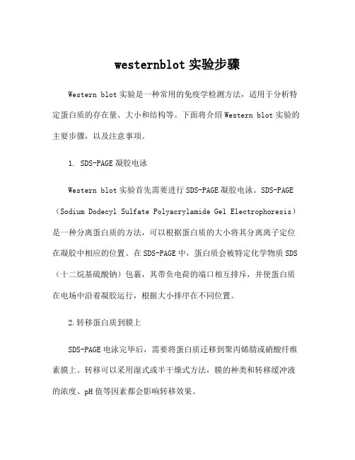westernblot实验步骤