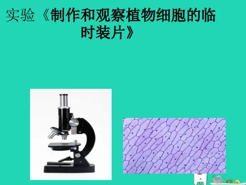 人教版植物细胞__实验制作和观察植物细胞的临时装片课件