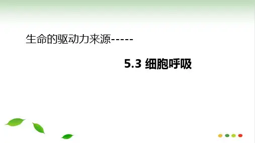 人教版高中生物必修细胞呼吸课件PPTPPT
