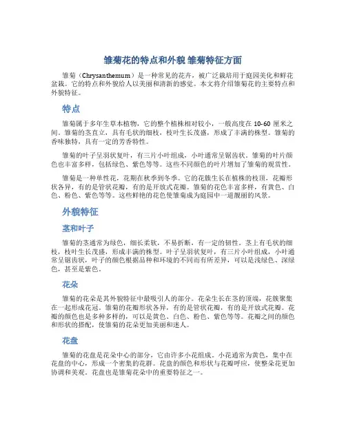 雏菊花的特点和外貌 雏菊特征方面