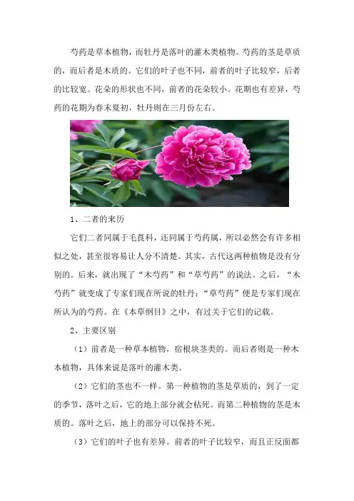 芍药和牡丹的区别