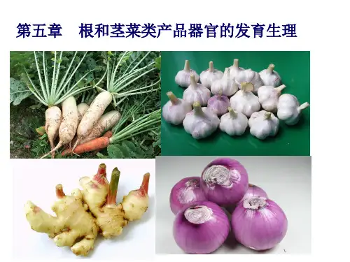 《蔬菜栽培生理学》第五章  根和茎菜类产品器官的发育生理