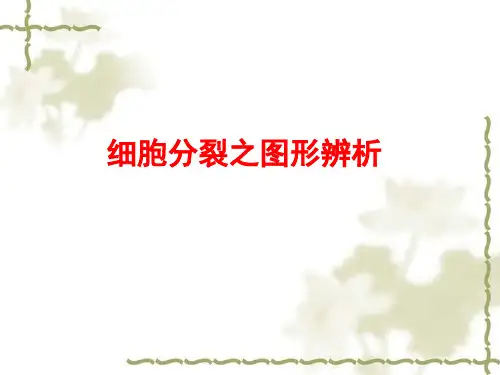 高三一轮复习——细胞分裂之图形辨析