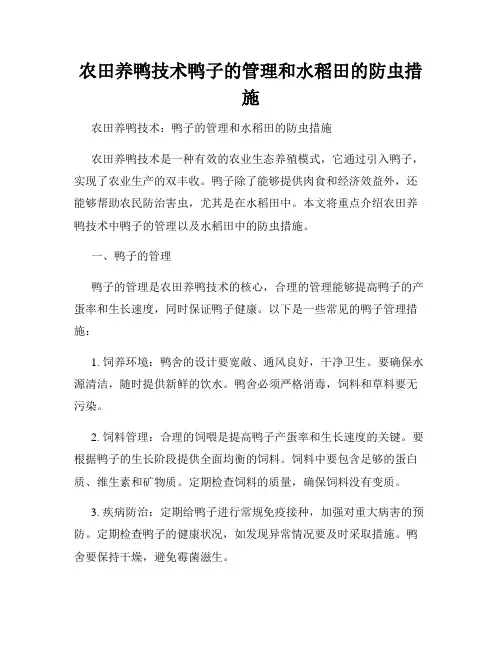 农田养鸭技术鸭子的管理和水稻田的防虫措施