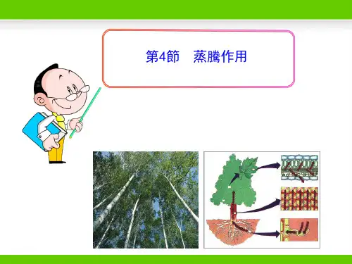 北师大七年级生物课件-蒸腾作用