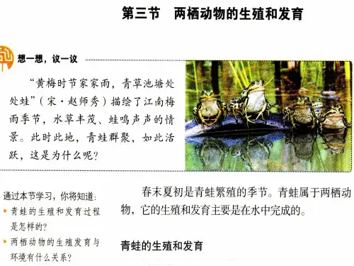 人教版八年级生物下册第三节-两栖动物的生殖和发育  课件  