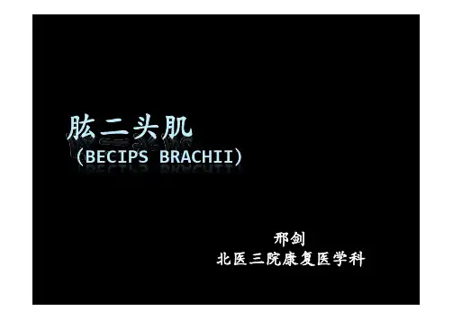 肱二头肌—康复科资料