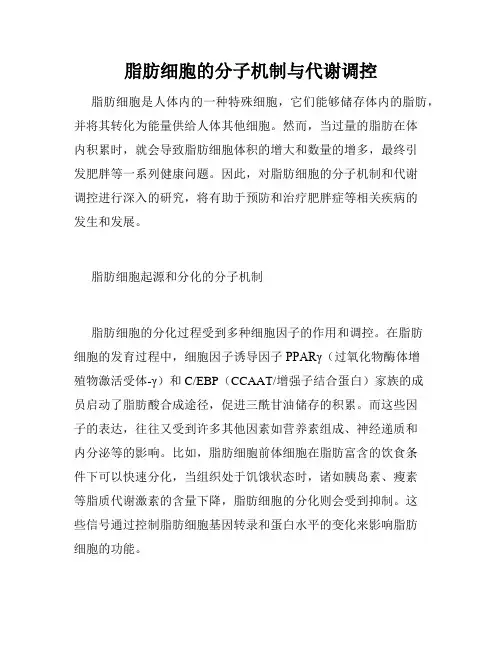 脂肪细胞的分子机制与代谢调控