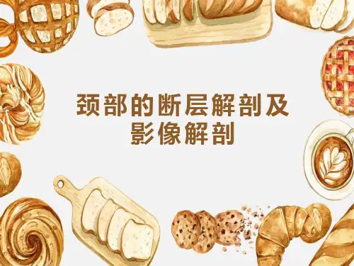 颈部断层解剖及影像解剖