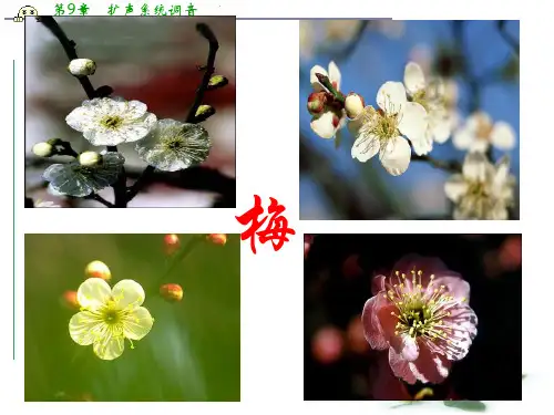 沪教语文高一上册5.17《病梅馆记》课件(共34张PPT)