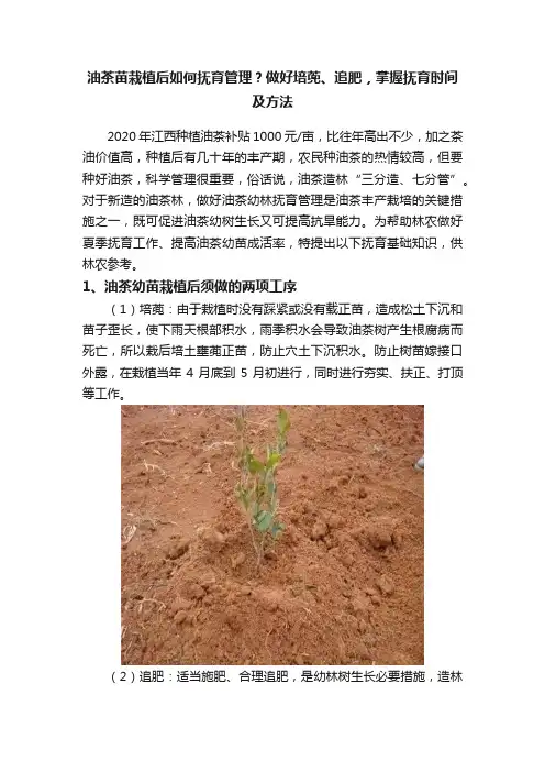 油茶苗栽植后如何抚育管理？做好培蔸、追肥，掌握抚育时间及方法