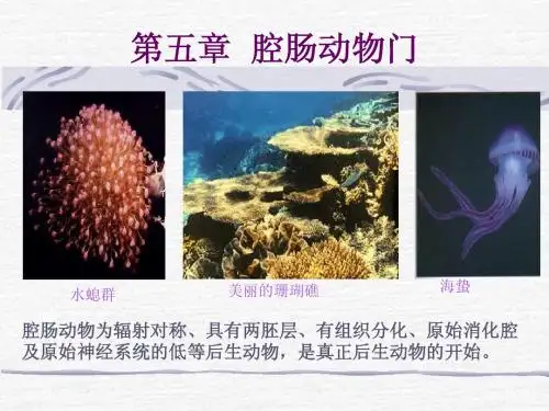 6--腔肠动物门
