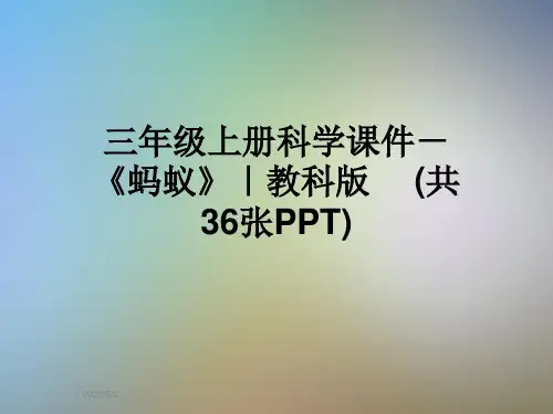 三年级上册科学课件-《蚂蚁》｜教科版  (共36张PPT)