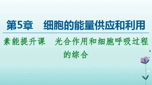 新教材人教必修1课件：第5章 素能提升课 光合作用和细胞呼吸过程的综合