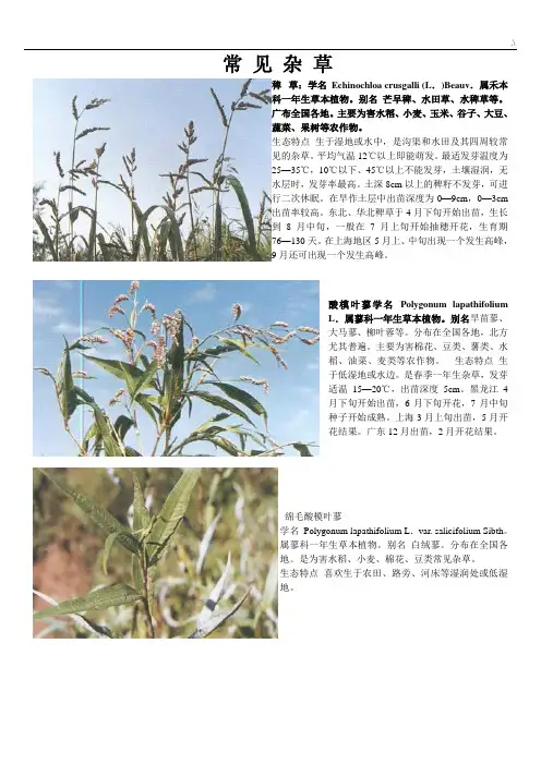 常见杂草全套汇编(修正2)
