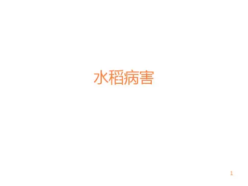 水稻病虫害PPT课件