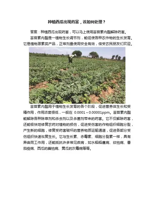 种植西瓜出现药害，该如何处理？