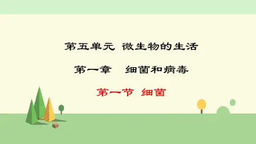 冀少版 生物 八年级上册    细菌