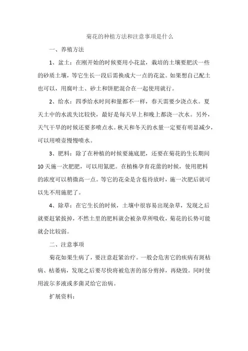 菊花的种植方法和注意事项是什么