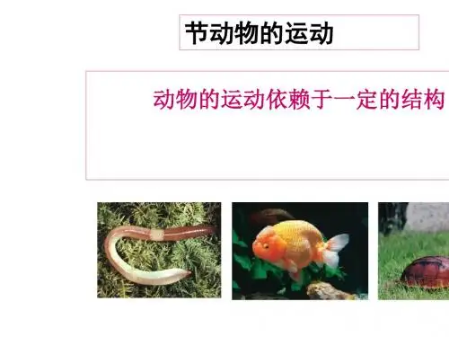 【人教版】八年级生物上册第五单元第二章《动物的运动和行为》第一节《动物的运动》教学课件共15张PPT