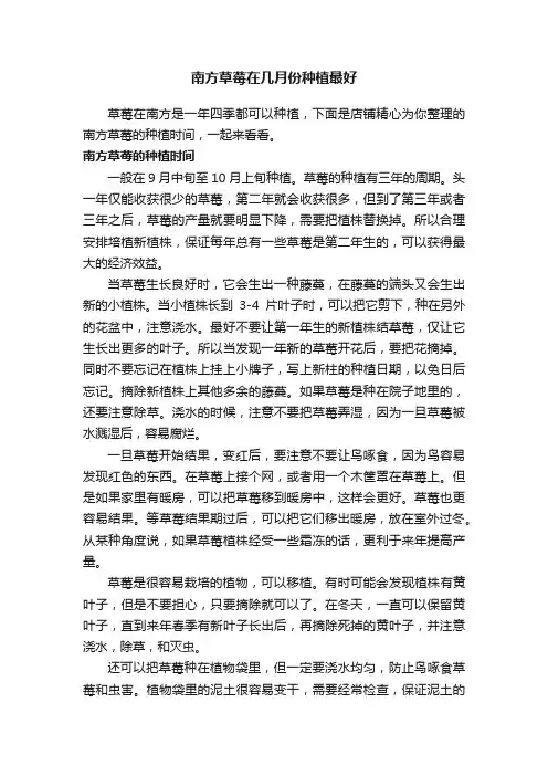 南方草莓在几月份种植最好